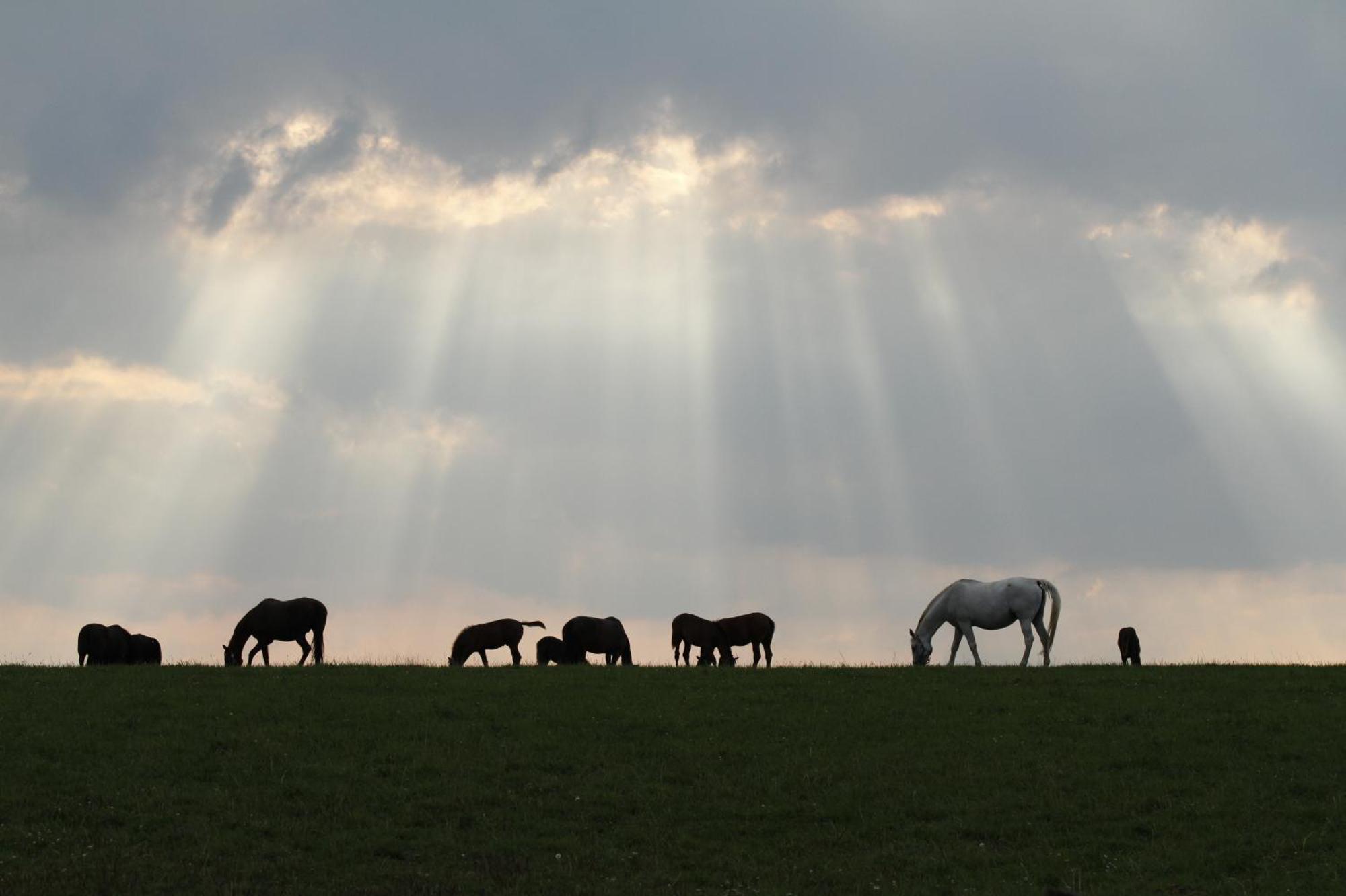 Penzion Jízdárna Suchá Litomyšl Exteriér fotografie
